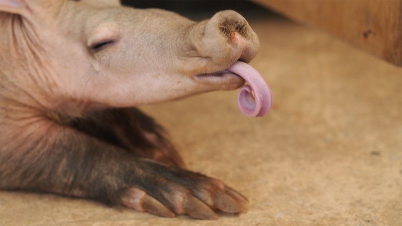 Unique Dentition