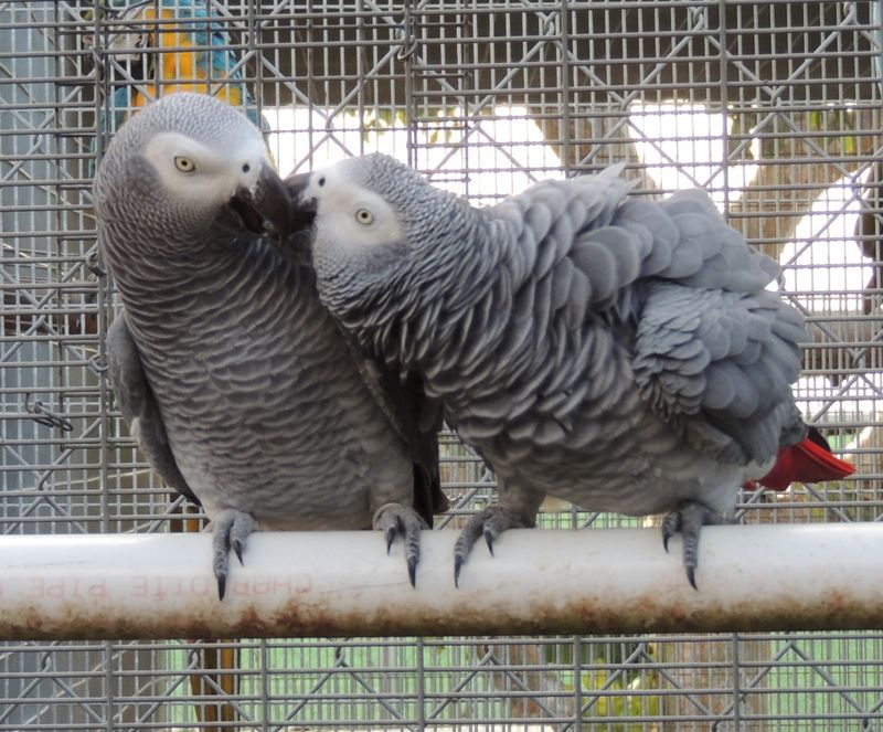 African Grey Parrot