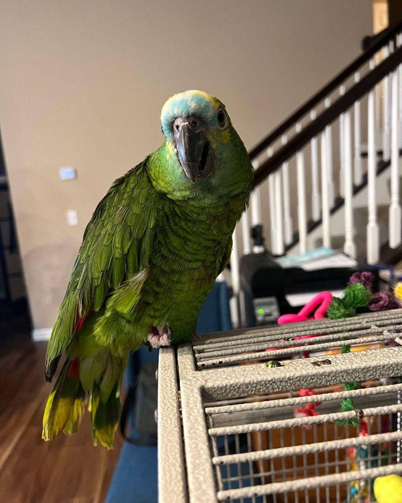 Amazon Parrot