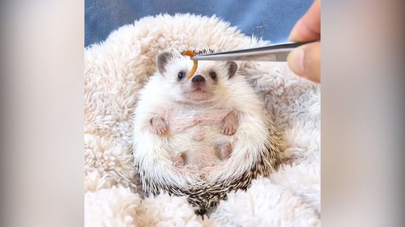 Mealworms