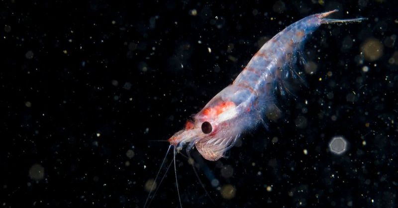 Krill
