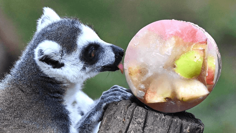 Ice Treats