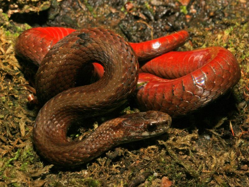 Red-bellied Snake