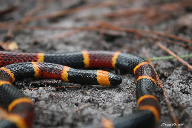 Eastern Coral Snake
