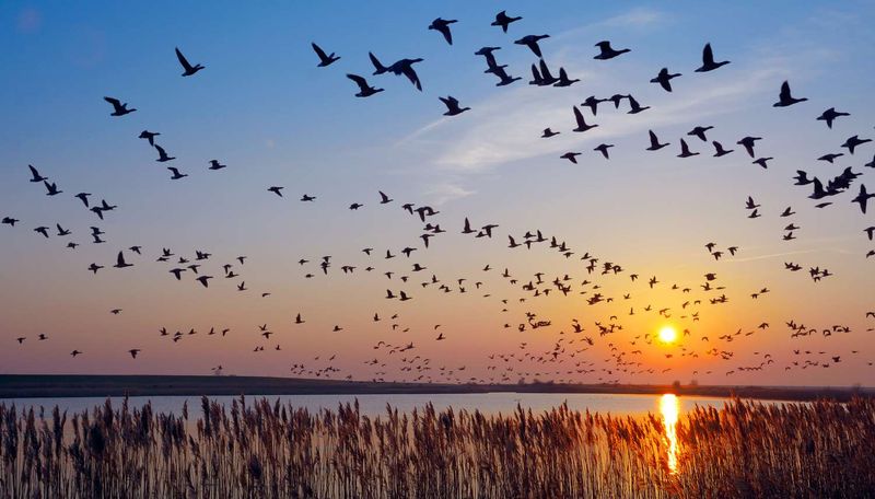 Birds Fill the Skies