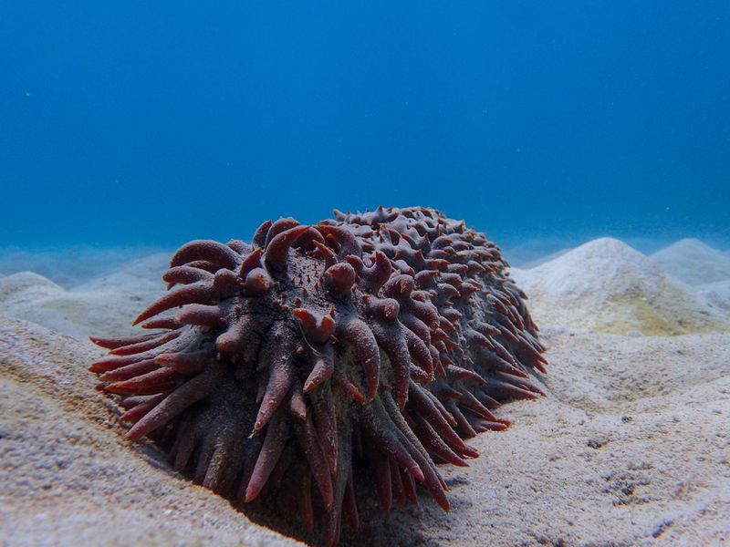 Sea Cucumber