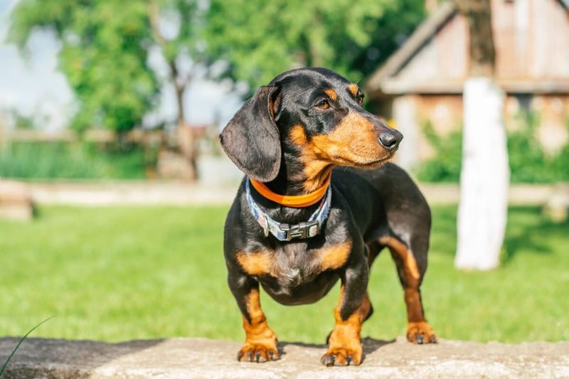 Dachshund