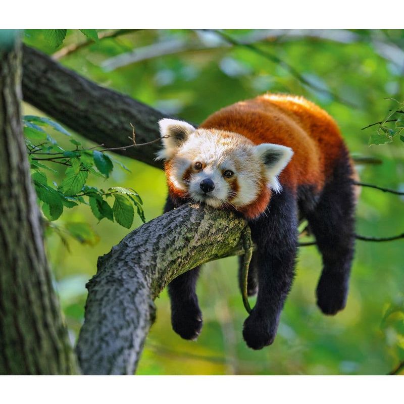 Red Panda
