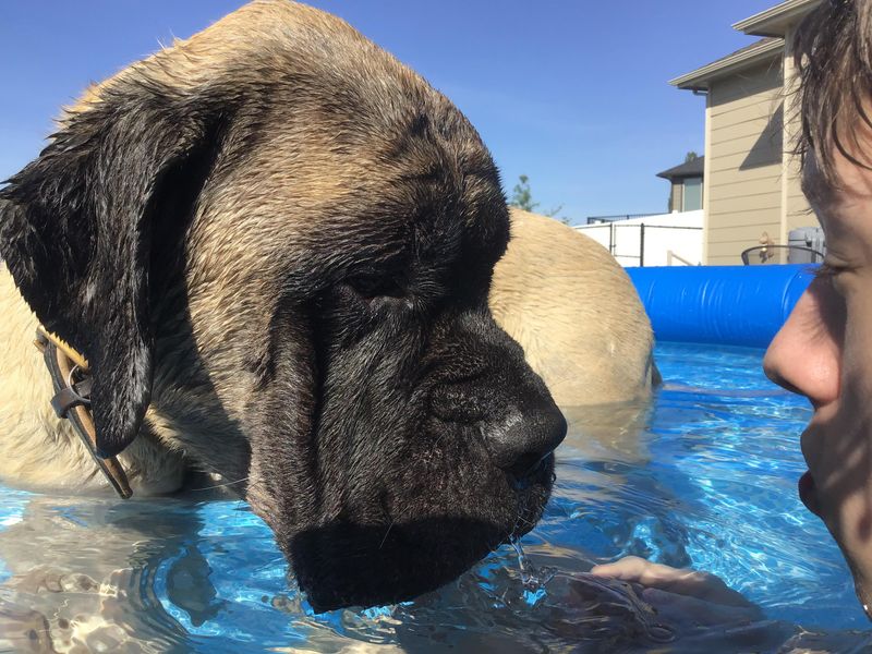 Mastiff