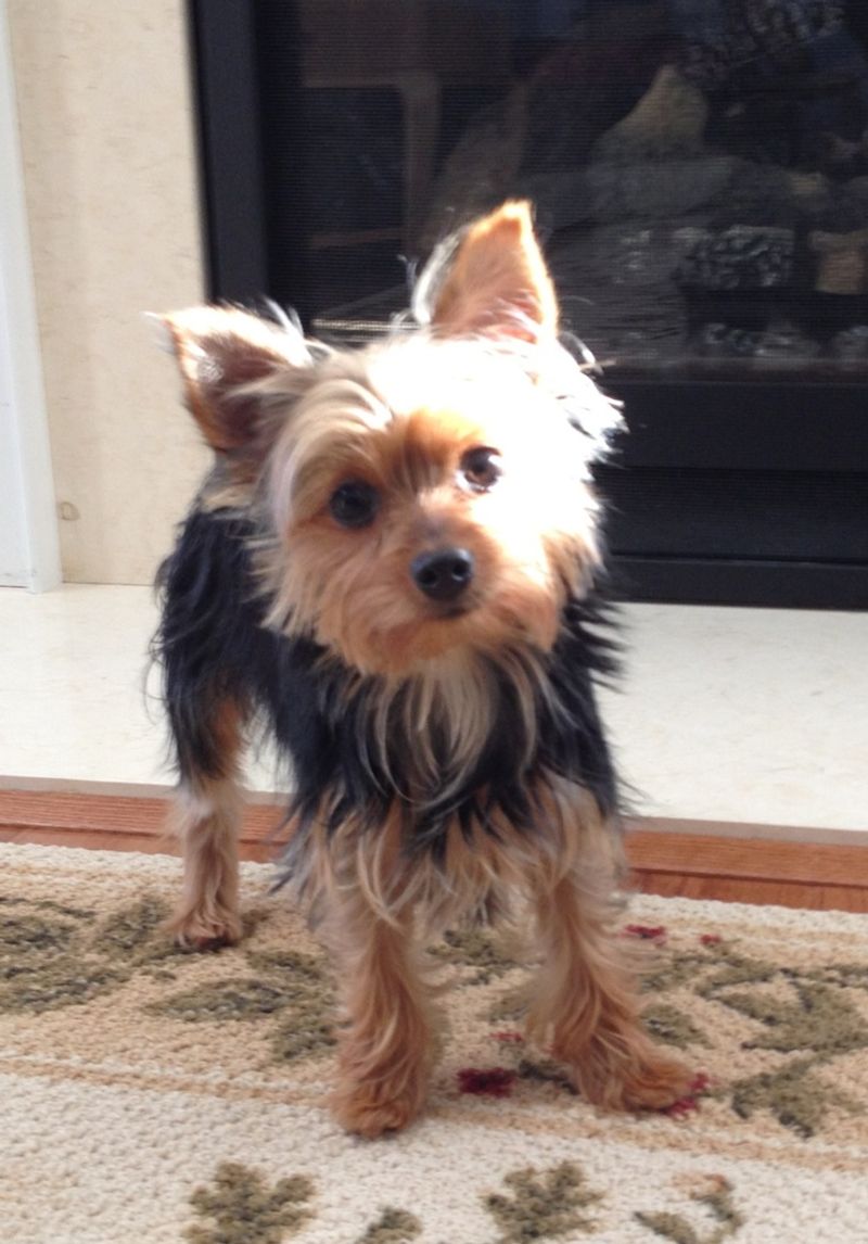 Torkie (Toy Fox Terrier & Yorkie)