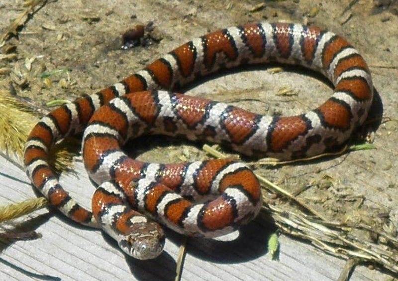Milk Snake