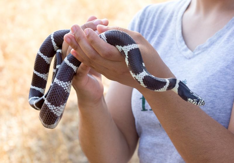 California Kingsnake
