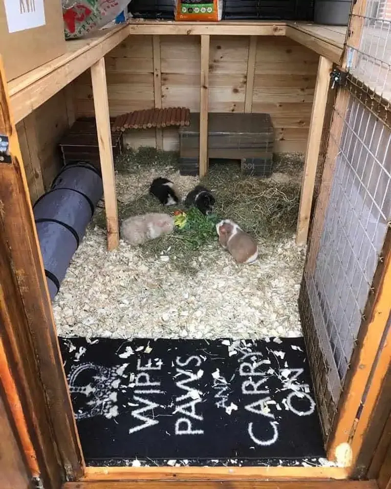Guinea Pig