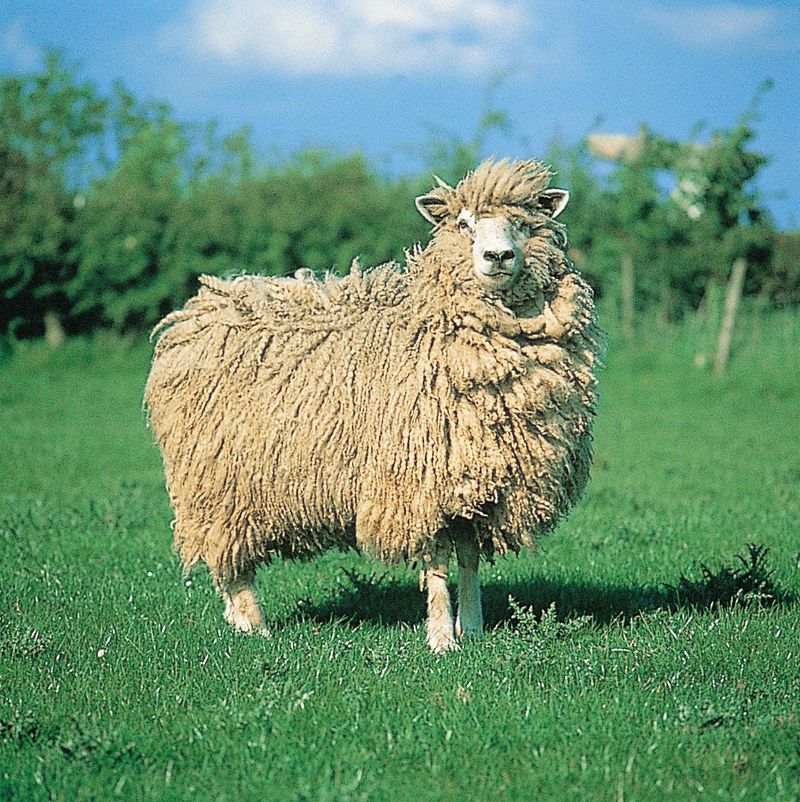Cotswold Sheep