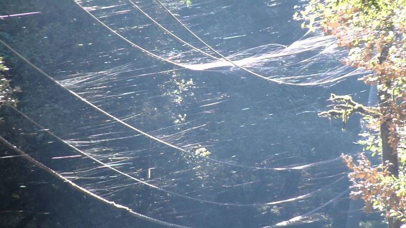 Spider Ballooning