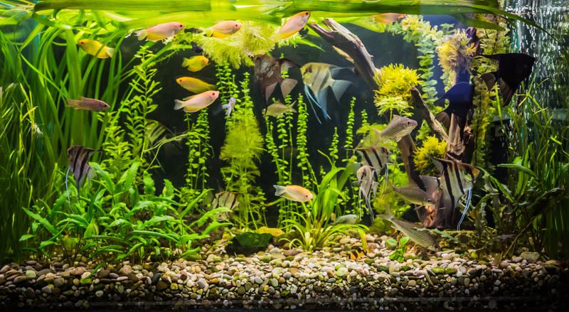 Angelfish