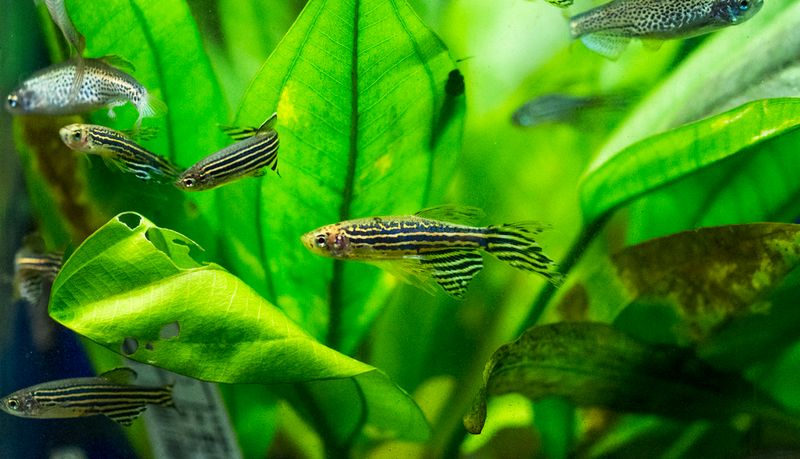 Zebra Danio