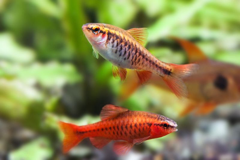 Cherry Barbs