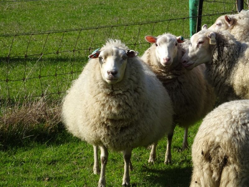 Finnsheep