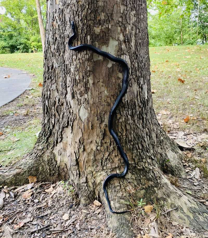 Black Rat Snake