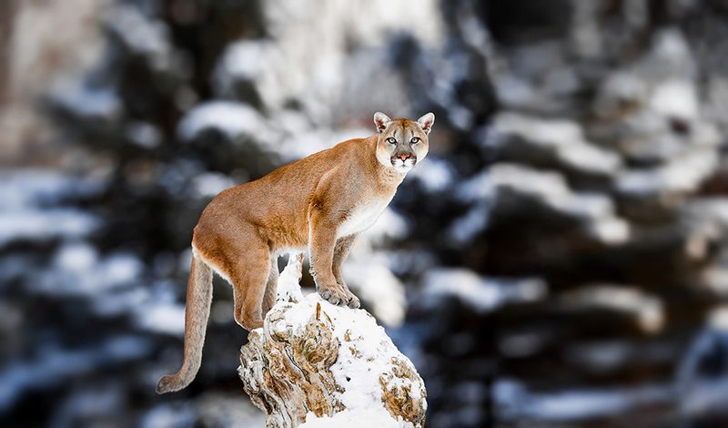 Cougar