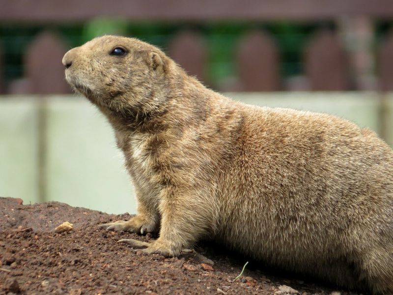 Prairie Dog