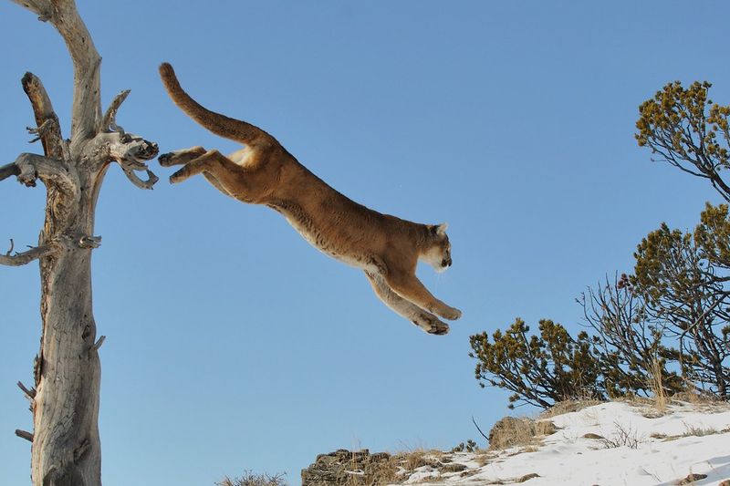 Cougar