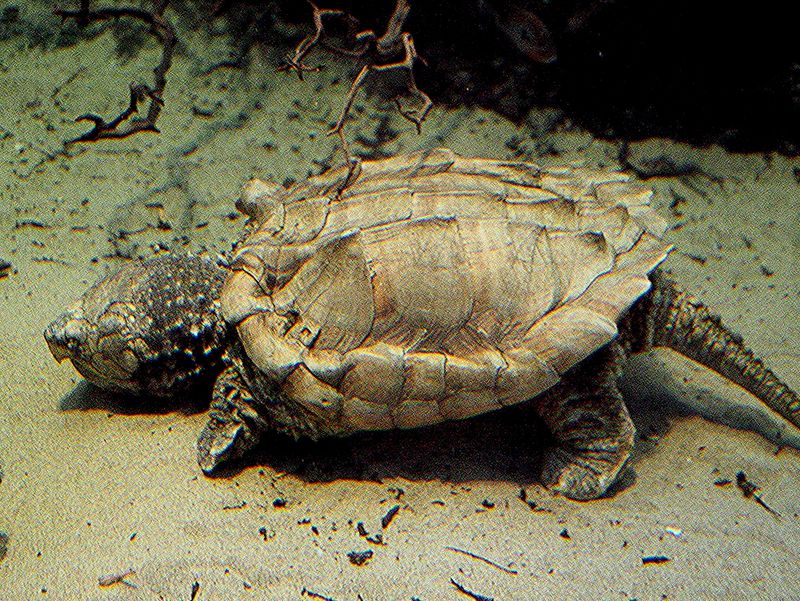 Alligator Snapping Turtles