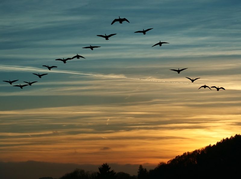 Seasonal Migration
