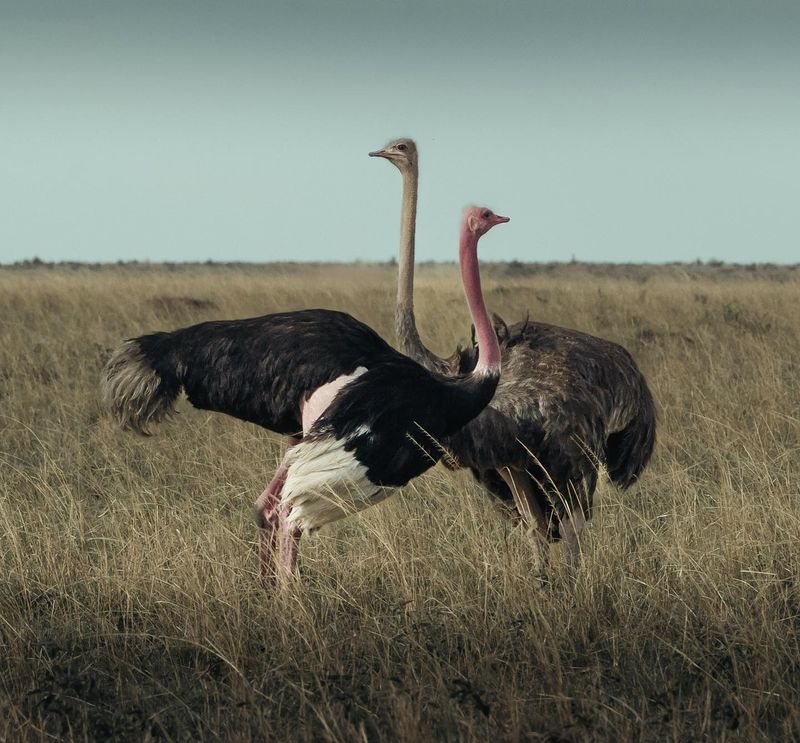 Courtship Rituals