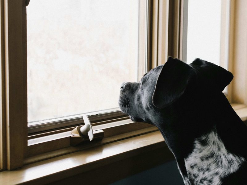 Pets Knowing When Owners Are Coming Home