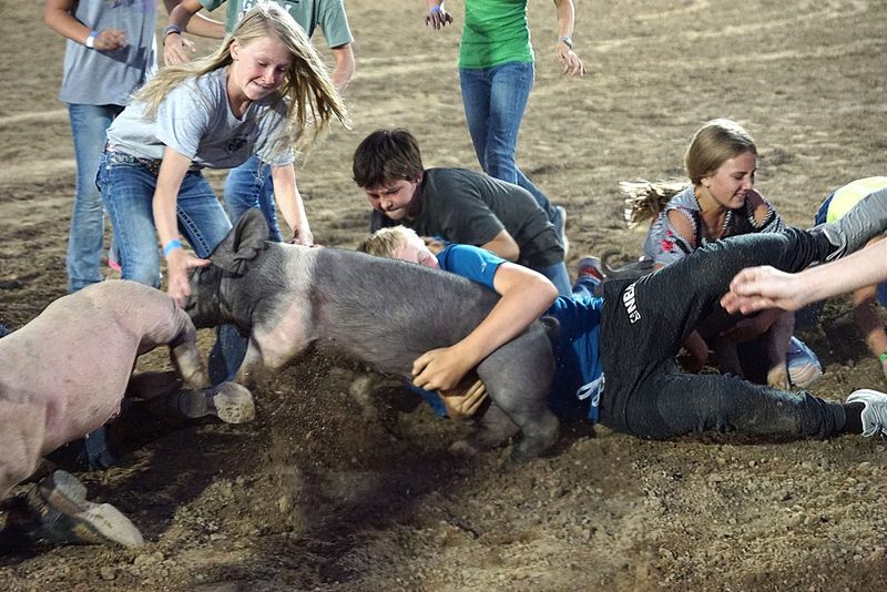 Pigs