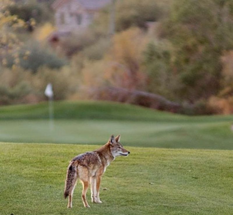 Coyote's Curious Stroll