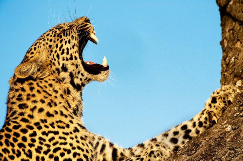 Leopard