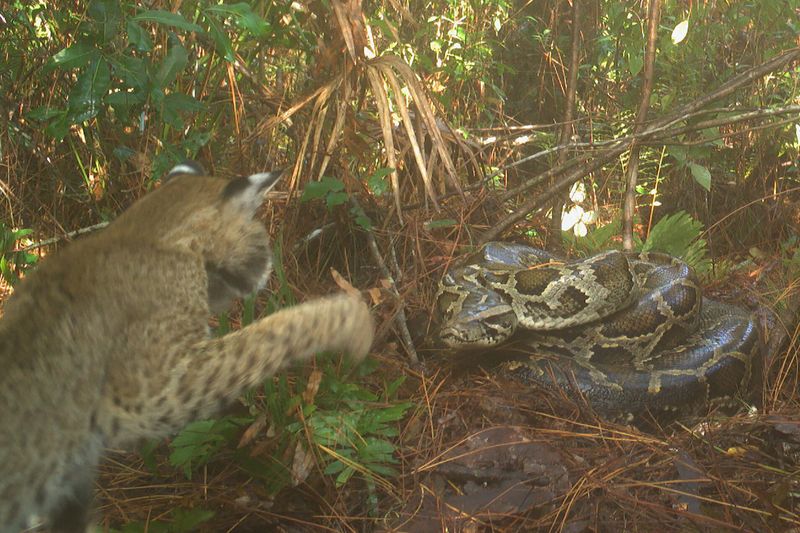 Bobcat