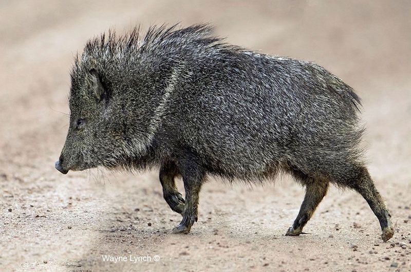 Javelina