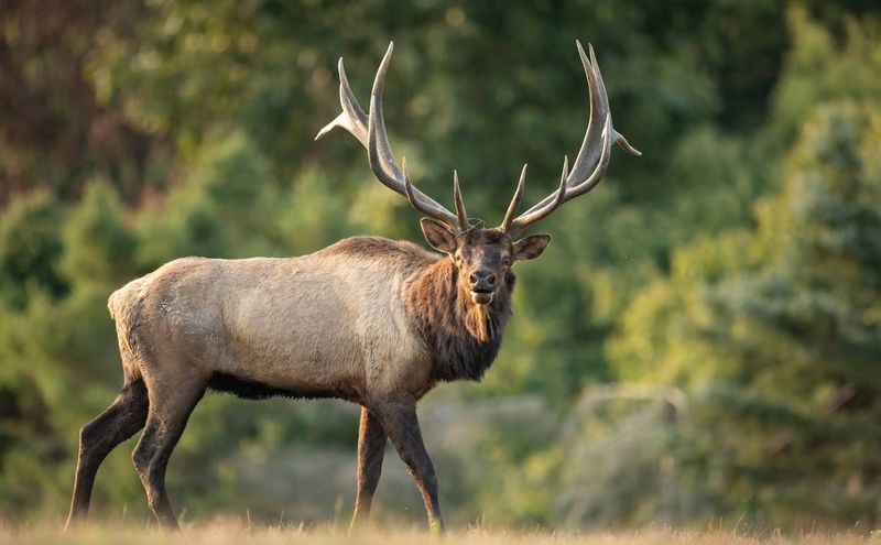Elk