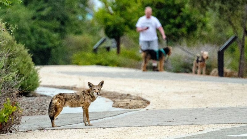 California's Urban Survivors