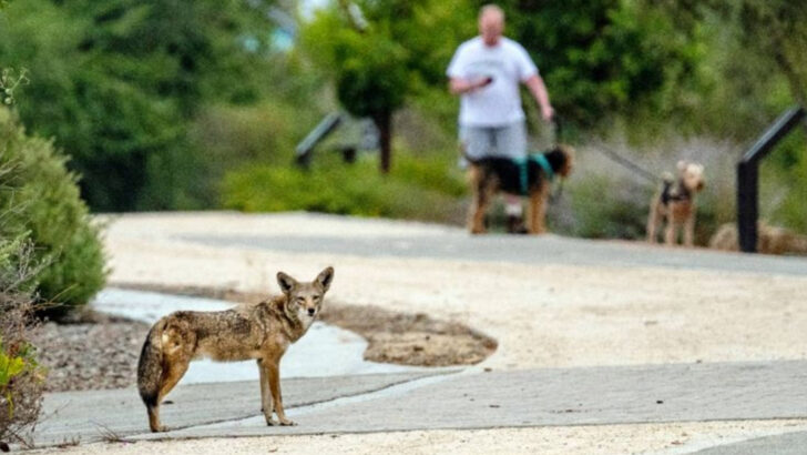 Coyote Central: These 9 States Are Wild with America’s Most Elusive Canine
