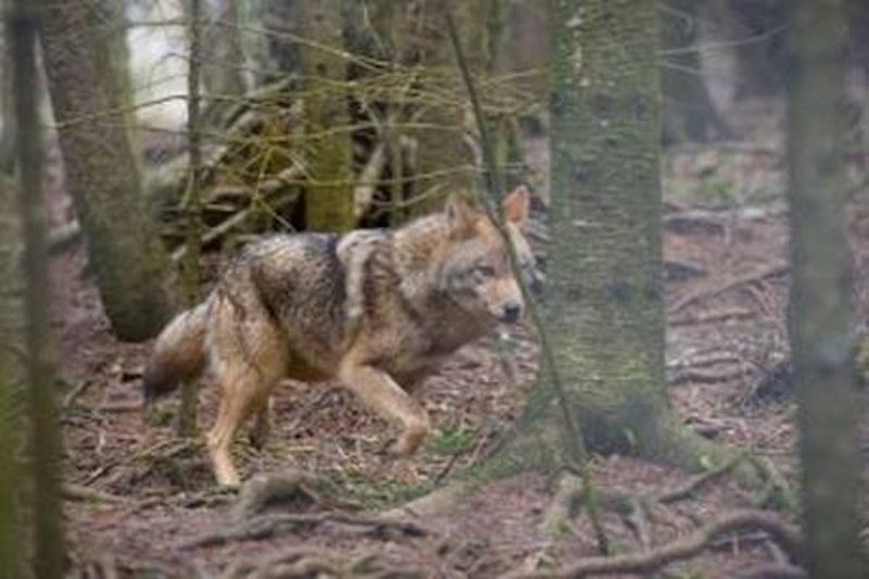 Coyote