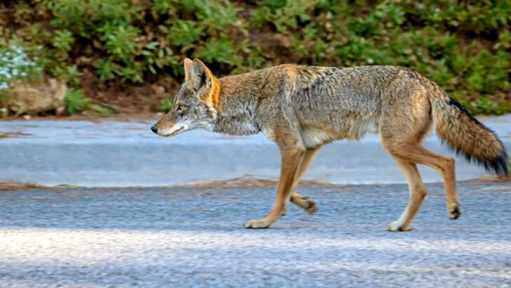 Coyotes Run the Other Way from These 14 Backyard Defenders