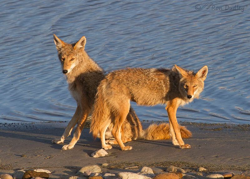 Coyotes