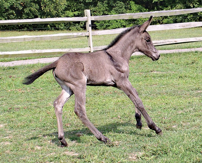 Mule