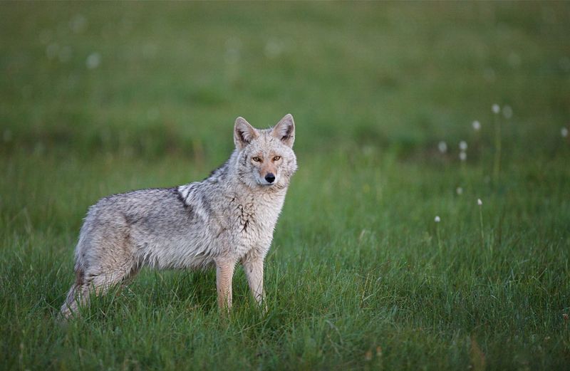 Coywolf