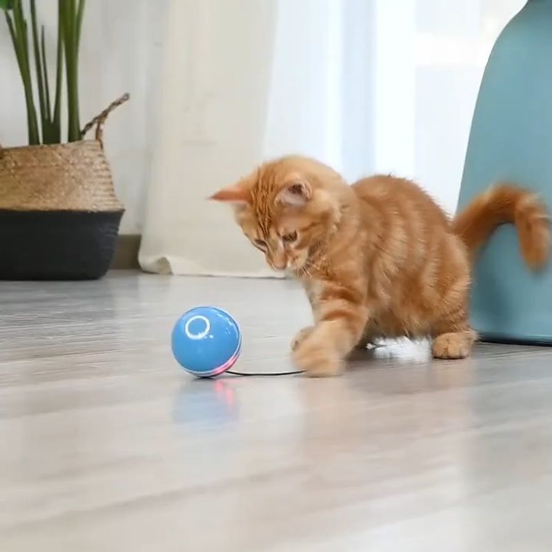 Interactive Cat Toys