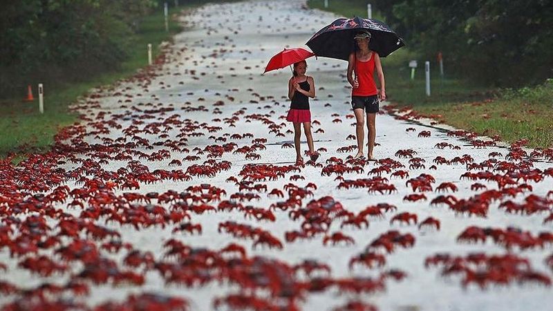 Migration Triggered by Rain
