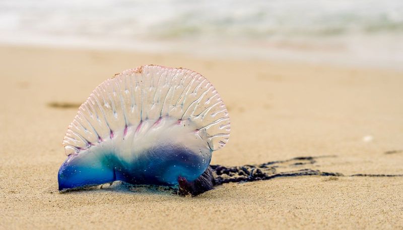 Portuguese Man O' War