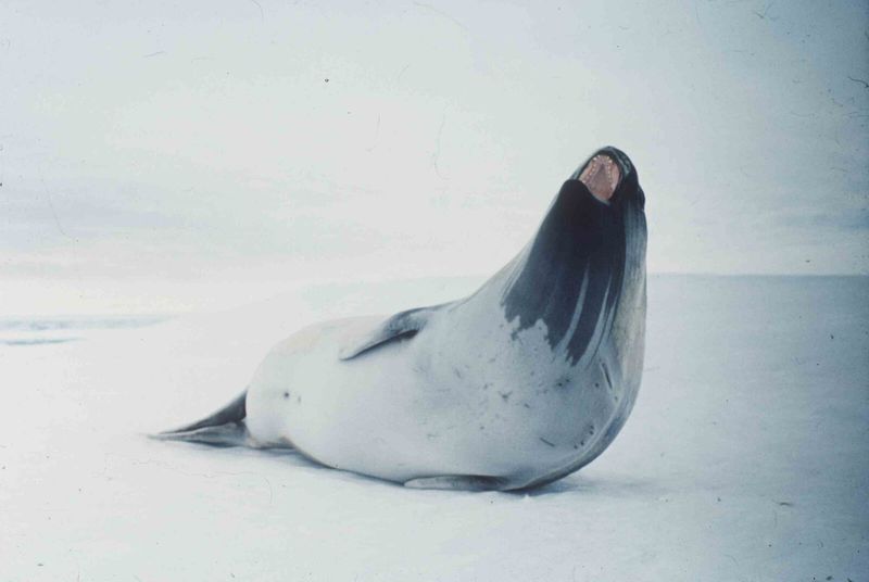 Ross Seal