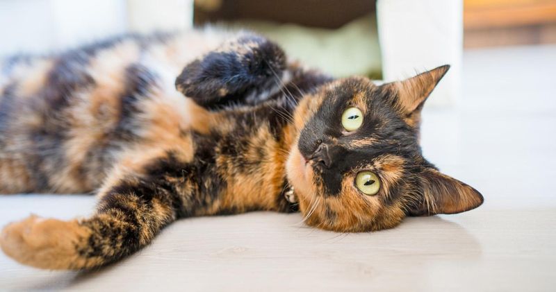Tortoiseshell Cat