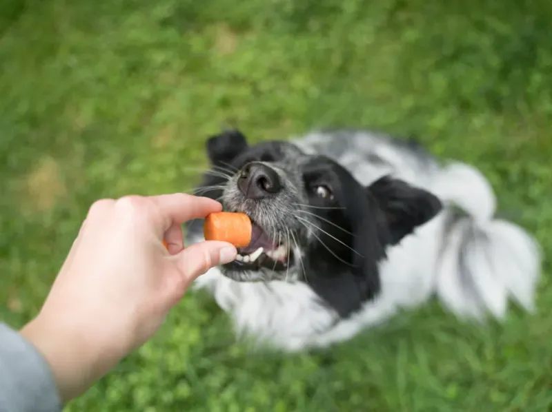 Offer Cooling Treats